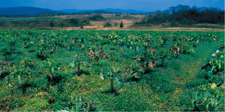 あなたとベジテリアと、SustainableDays.