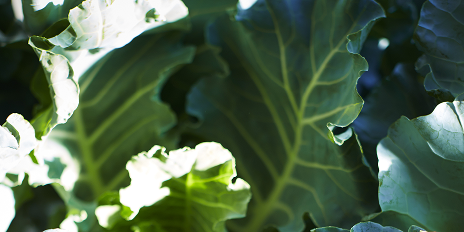 安心できる野菜と果物を使って。